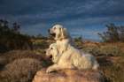 Great Pyrenees on duty Art Print